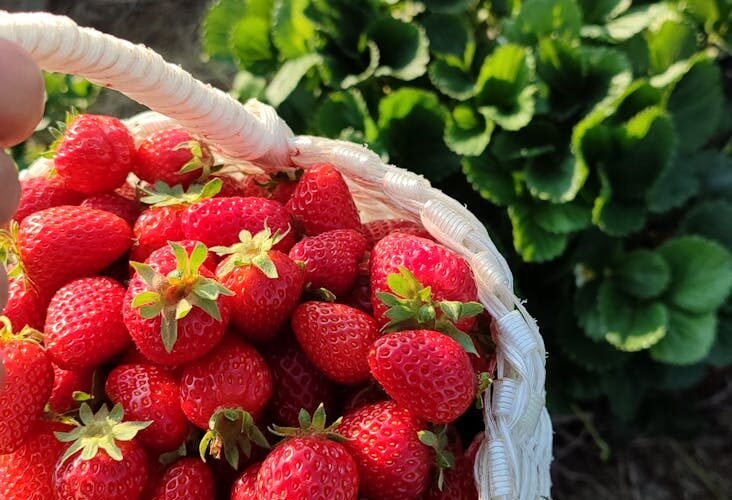freshly picked strawberries in woven basket