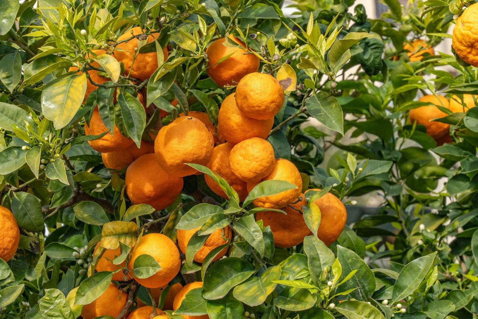 vibrant orange citrus fruits on tree branch